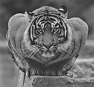 tigergrapgh-tiger-logo-bw